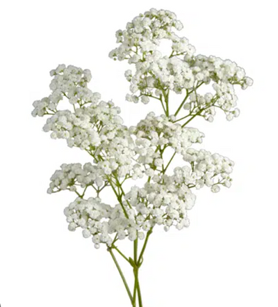 Baby's Breath