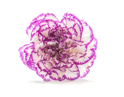 Carnation