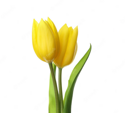 Tulip