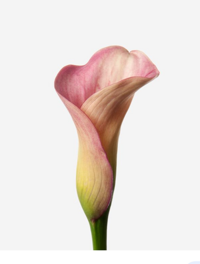 Calla Lily