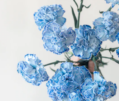 Exquisite Carnation Bouquet