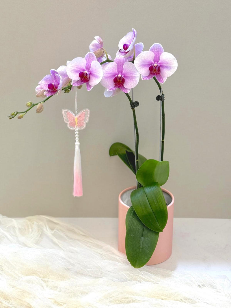 Chinese New Year Phalaenopsis Orchid