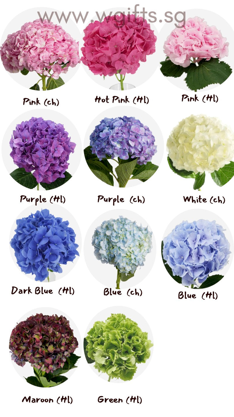 Personalised /Omakase Hydrangea Bouquet