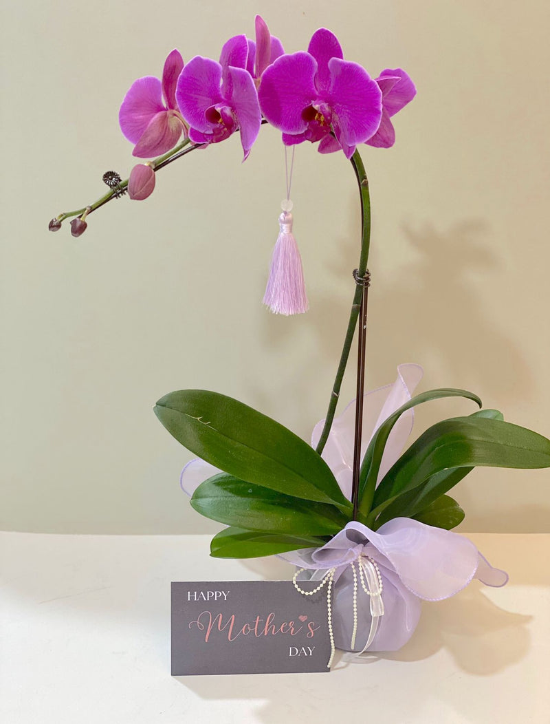 Phalaenopsis Orchid Plant - Single (No Vase)