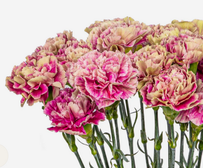 Exquisite Carnation Bouquet