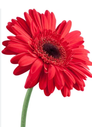 Single Stalk Gerbera