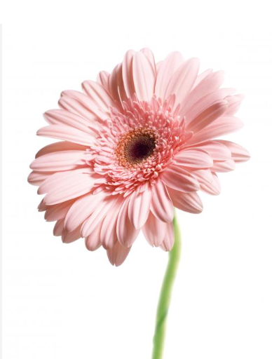 Single Stalk Gerbera