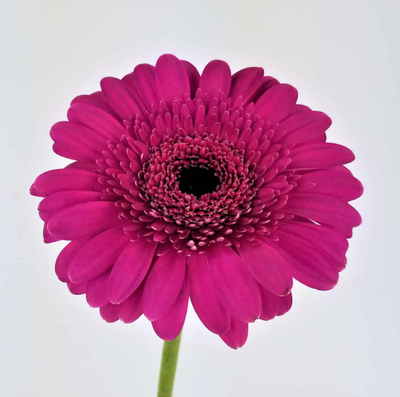 Single Stalk Gerbera