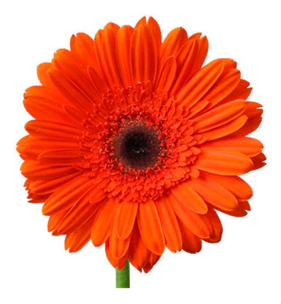 Single Stalk Gerbera