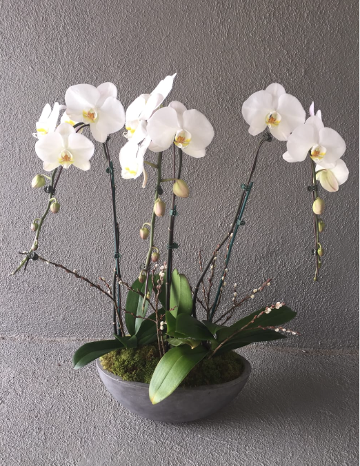 Phalaenopsis Orchid Arrangment - Triple (Vase)