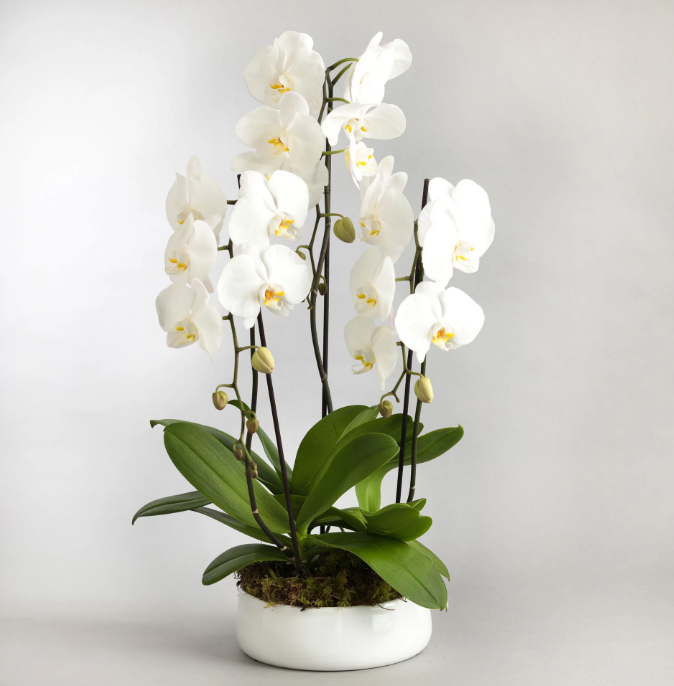 Phalaenopsis Orchid Arrangment - Triple (Vase)