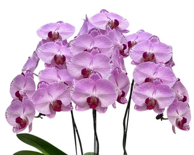 Phalaenopsis Orchid Arrangment - Triple (Vase)