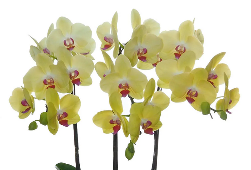 Phalaenopsis Orchid Arrangment - Triple (Vase)