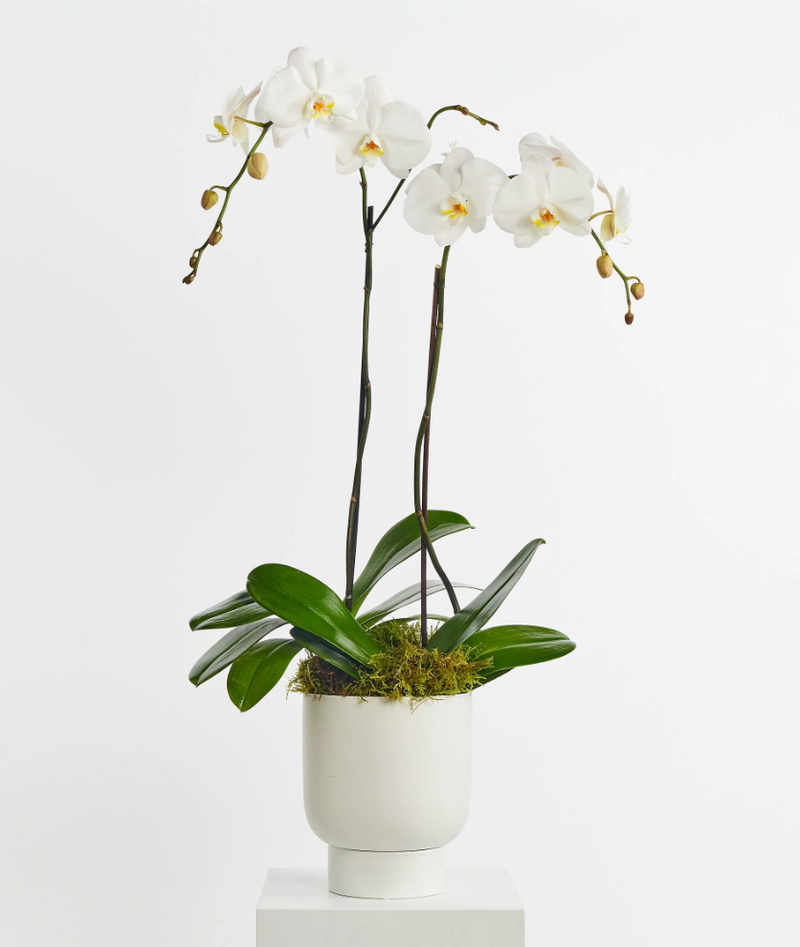 Phalaenopsis Orchid Plant - Double (Vase)