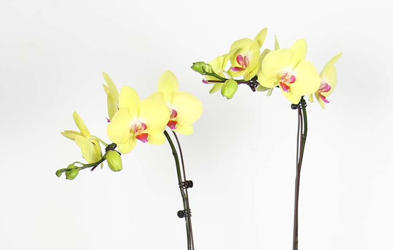 Phalaenopsis Orchid Plant - Double (Vase)