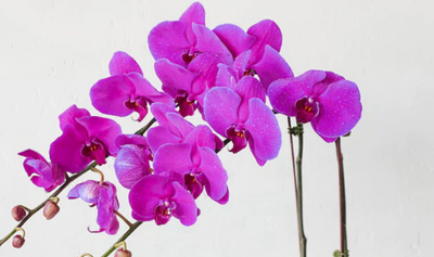 Phalaenopsis Orchid Plant - Double (Vase)