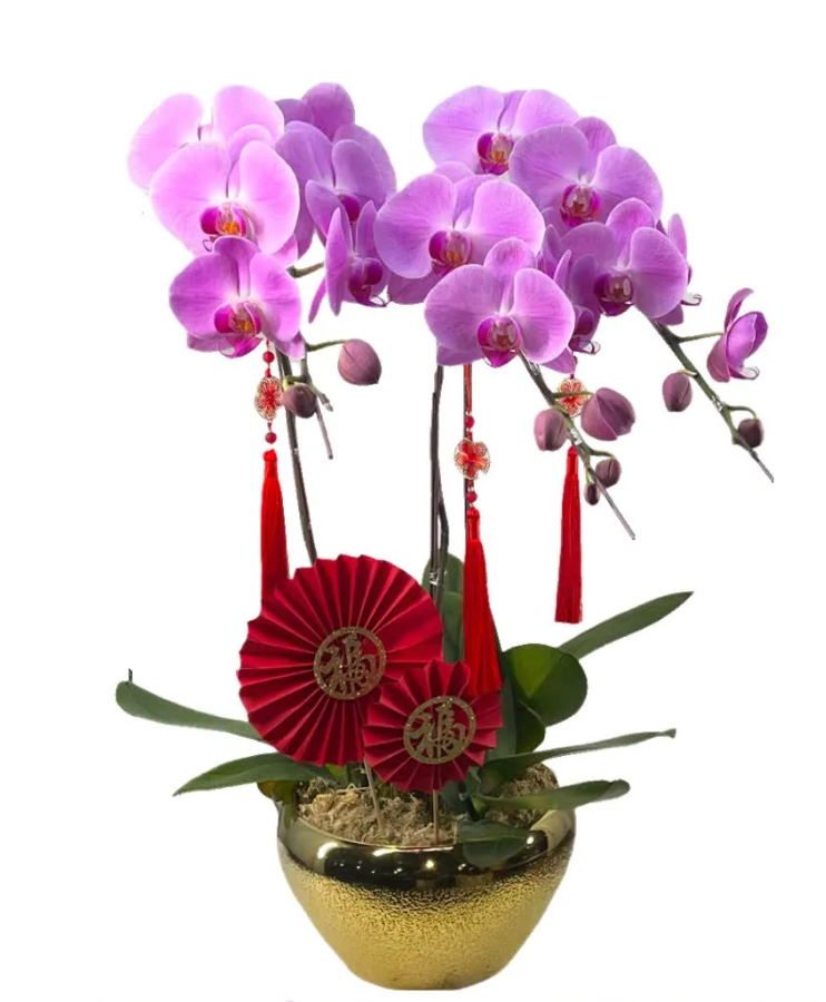 Chinese New Year Phalaenopsis Orchid