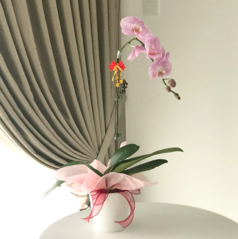 Chinese New Year Phalaenopsis Orchid