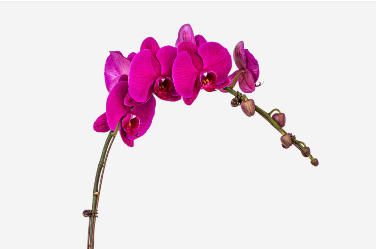 Phalaenopsis Orchid Plant - Single (Box)