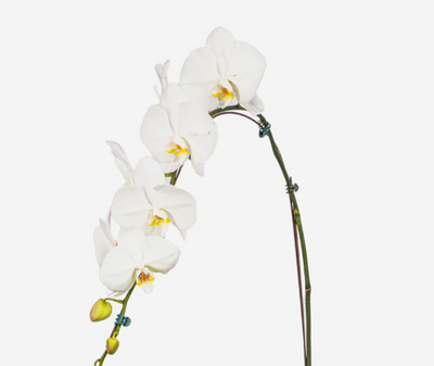 Phalaenopsis Orchid Plant - Single (Box)