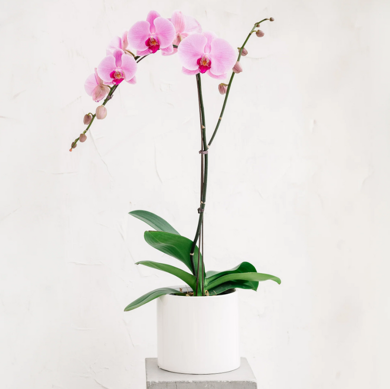 Phalaenopsis Orchid Plant - Single (Box)