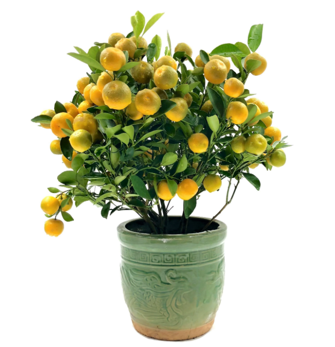 Four Season Lime Plant (8 inch)