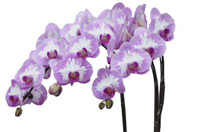 Phalaenopsis Orchid Arrangment - Triple (Vase)