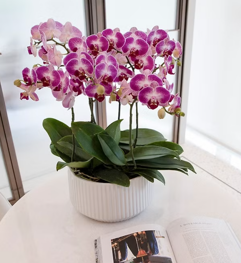 Phalaenopsis Orchid Arrangement - Large (Vase)