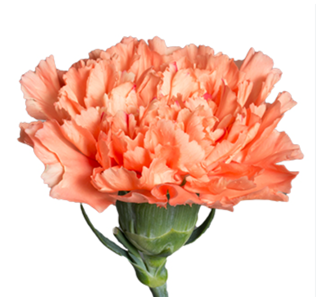 Single Stalk Carnation