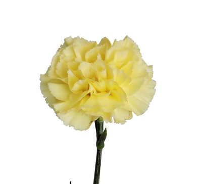 Single Stalk Carnation