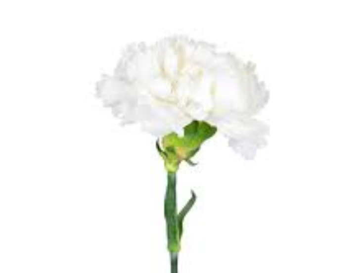 Single Stalk Carnation