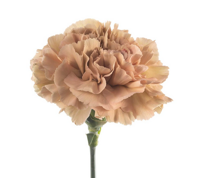 Single Stalk Carnation