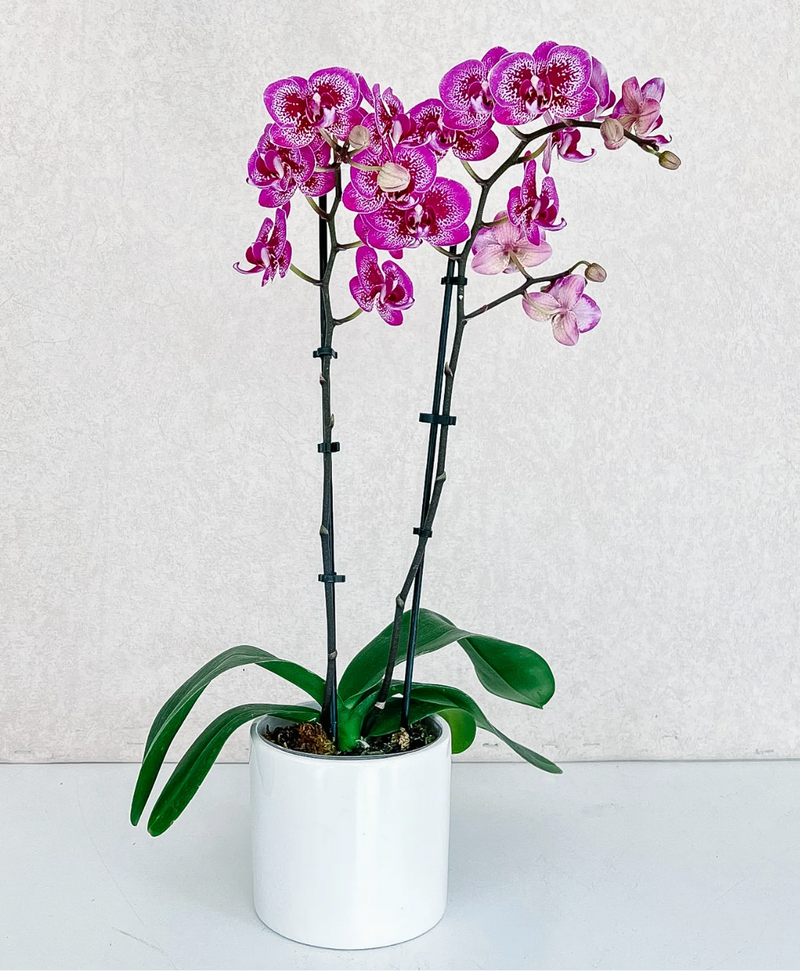 Phalaenopsis Orchid Plant -Petite Double (Vase)