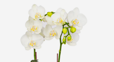 Phalaenopsis Orchid Plant -Petite Double (Vase)