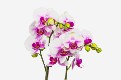 Phalaenopsis Orchid Plant -Petite Double (Vase)