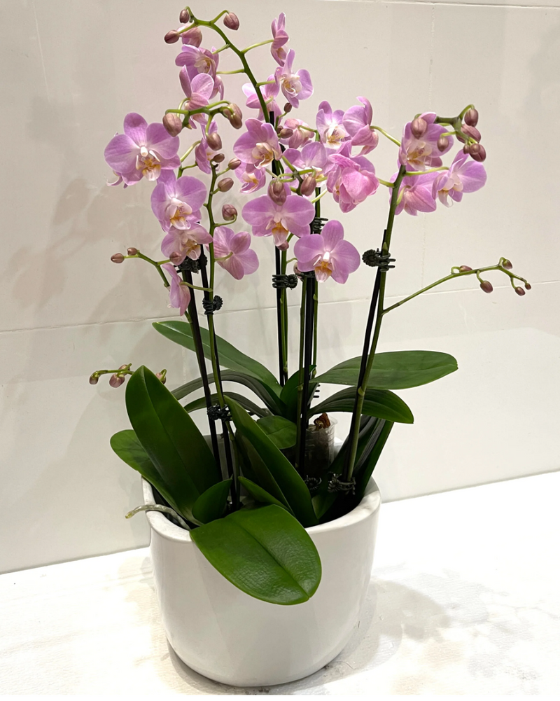 Phalaenopsis Orchid Plant - Triple Mini (Vase)