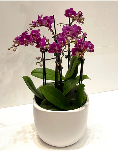 Phalaenopsis Orchid Plant - Triple Mini (Vase)