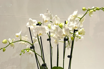 Phalaenopsis Orchid Plant - Triple Mini (Vase)