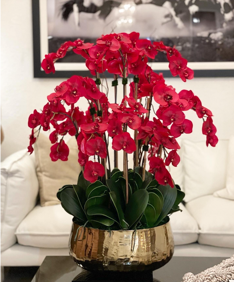 Phalaenopsis Orchid Arrangement - Large (Vase)