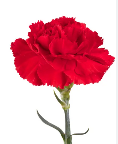 Single Stalk Carnation