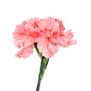 Single Stalk Carnation