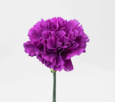 Single Stalk Carnation